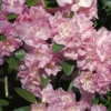 Rhododendron 'April Reign'