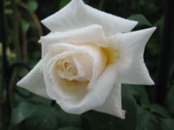 Kletterrose 'Ilse Krohn' ® Superior 22 Kletterrose 'Ilse Krohn' ® Superior -Deutschland Garten Funk Verkaufs-Shop b010620 Kletterrose Ilse Krohn Superior 101276 0