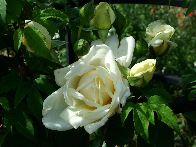 Kletterrose 'Ilse Krohn' ® Superior 10 Kletterrose 'Ilse Krohn' ® Superior – Bild 10