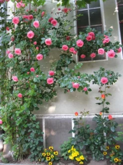 Kletterrose 'Lawinia' ® 24 Kletterrose 'Lawinia' ® -Deutschland Garten Funk Verkaufs-Shop b010629 Kletterrose Lawinia 176126 0