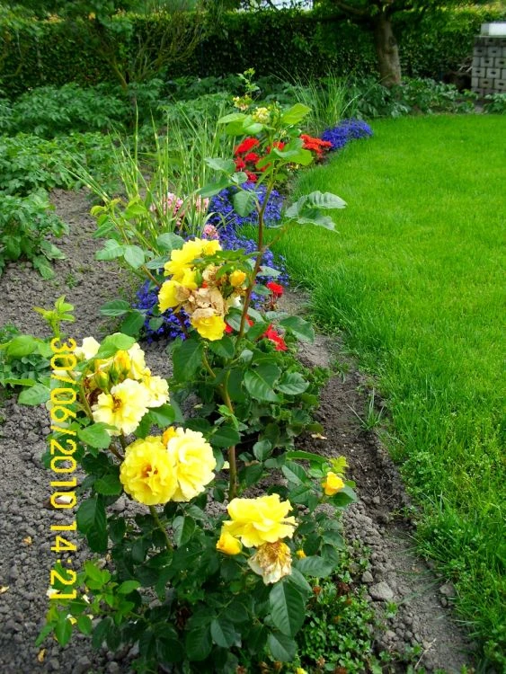 Strauchrose 'Lichtkönigin Lucia' ® 20 Strauchrose 'Lichtkönigin Lucia' ® – Bild 20