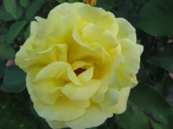 Strauchrose 'Lichtkönigin Lucia' ® 38 Strauchrose 'Lichtkönigin Lucia' ® -Deutschland Garten Funk Verkaufs-Shop b010705 Strauchrose Lichtkoenigin Lucia 192332 0