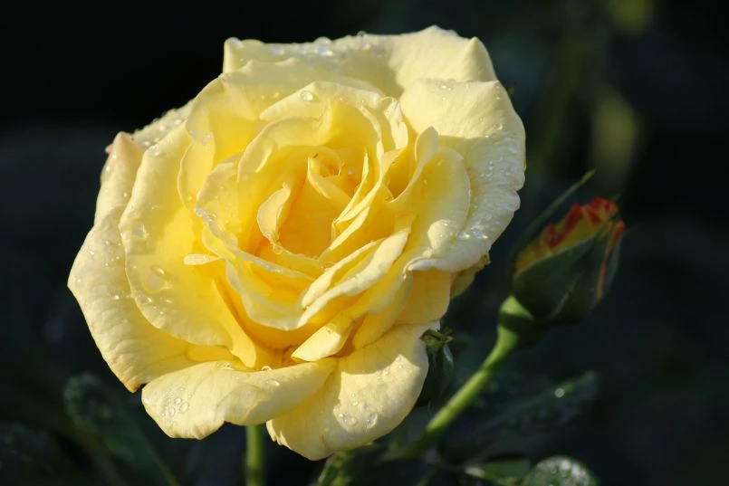 Strauchrose 'Lichtkönigin Lucia' ® 17 Strauchrose 'Lichtkönigin Lucia' ® – Bild 17