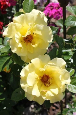 Strauchrose 'Lichtkönigin Lucia' ® 35 Strauchrose 'Lichtkönigin Lucia' ® -Deutschland Garten Funk Verkaufs-Shop b010705 Strauchrose Lichtkoenigin Lucia 371927 0