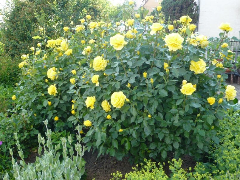 Strauchrose 'Lichtkönigin Lucia' ® 18 Strauchrose 'Lichtkönigin Lucia' ® – Bild 18