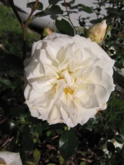 Zwergrose 'Honeymilk' ® 19 Zwergrose 'Honeymilk' ® -Deutschland Garten Funk Verkaufs-Shop b011011 Zwergrose Honeymilk 192332 0