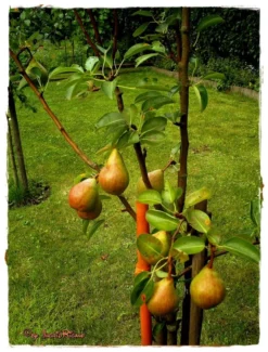 Sommerbirne 'Williams Christ' -Deutschland Garten Funk Verkaufs-Shop b011580 Sommerbirne Williams Christbirne 60822 0