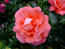 Edelrose 'Hamburger Deern' ® 15 Edelrose 'Hamburger Deern' ® -Deutschland Garten Funk Verkaufs-Shop b012961 Edelrose Hamburger Deern 219390 0