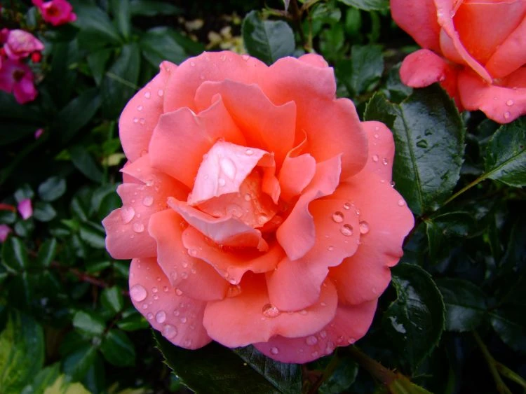 Edelrose 'Hamburger Deern' ® 8 Edelrose 'Hamburger Deern' ® – Bild 8