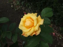 Strauchrose 'Postillion' ® -Deutschland Garten Funk Verkaufs-Shop b012965 Strauchrose Postillion 94832 0