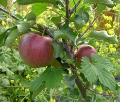 Herbstapfel 'Elstar' -Deutschland Garten Funk Verkaufs-Shop b013329 Herbstapfel Elstar 225165 0