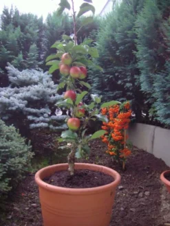 Säulenapfel Ballerina 'Polka' ® -Deutschland Garten Funk Verkaufs-Shop b013405 Saeulenapfel Ballerina Polka 63562 0