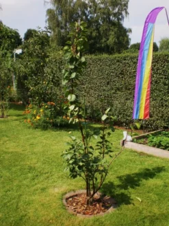 Aprikose 'Orangered' -Deutschland Garten Funk Verkaufs-Shop b013408 Aprikose Orangered 213167 0