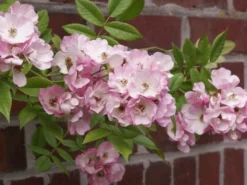 Ramblerrose 'Apple Blossom' -Deutschland Garten Funk Verkaufs-Shop b013576 Ramblerrose Appleblossom 86151 0