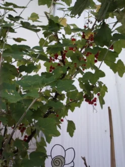 Rote Johannisbeere 'Jonkheer Van Tets' -Deutschland Garten Funk Verkaufs-Shop b013673 Rote Johannisbeere Jonkheer van Tets 104431 1