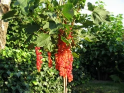 Rote Johannisbeere 'Rolan' -Deutschland Garten Funk Verkaufs-Shop b013677 Rote Johannisbeere Rolan 170002 0