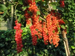 Rote Johannisbeere 'Rolan' -Deutschland Garten Funk Verkaufs-Shop b013677 Rote Johannisbeere Rolan 170002 2