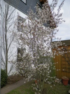 Kupfer-Felsenbirne -Deutschland Garten Funk Verkaufs-Shop b013980 Kupfer Felsenbirne Amelanchier Felsenbirne 110876 4