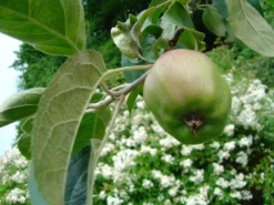 Herbstapfel 'Gravensteiner' -Deutschland Garten Funk Verkaufs-Shop b014387 Herbstapfel Gravensteiner 168079 0