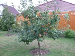 Herbstapfel 'Gravensteiner' -Deutschland Garten Funk Verkaufs-Shop b014387 Herbstapfel Gravensteiner 286223 0