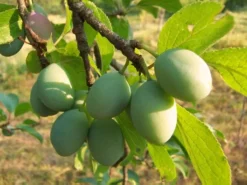 Reneklode 'Große Grüne Reneklode'