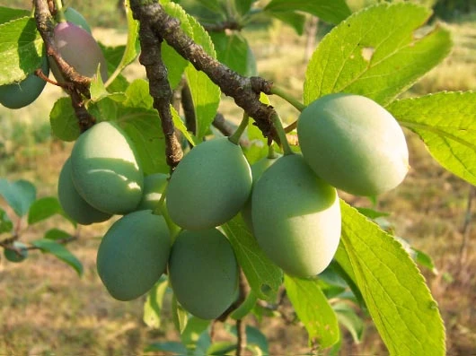 Reneklode 'Große Grüne Reneklode' 1 Reneklode 'Große Grüne Reneklode'