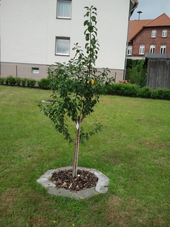 Pflaume 'Oullins Reneklode' / Eierpflaume 6 Pflaume 'Oullins Reneklode' / Eierpflaume – Bild 6