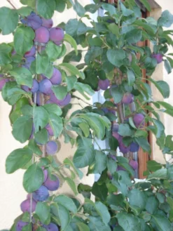 Pflaume 'The Czar' 9 Pflaume 'The Czar' -Deutschland Garten Funk Verkaufs-Shop b014936 Pflaume The Czar 184422 0