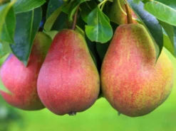 Sommerbirne 'Frühe Von Trevoux'