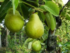 Winterbirne 'Jeanne D'Arc'