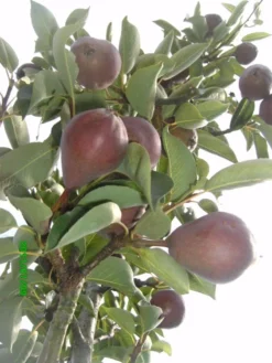 Sommerbirne 'Rote Williams Christ' -Deutschland Garten Funk Verkaufs-Shop b015029 Sommerbirne Rote Williams Christ 193676 0