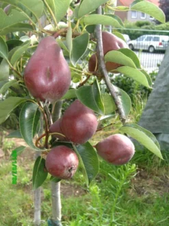 Sommerbirne 'Rote Williams Christ' -Deutschland Garten Funk Verkaufs-Shop b015029 Sommerbirne Rote Williams Christ 193676 1