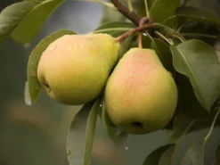 Sommerbirne 'Stuttgarter Geißhirtle'