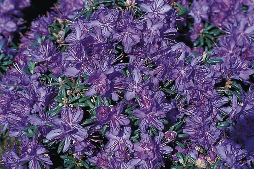 Rhododendron 1 Rhododendron