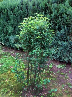 Säulen Felsenbirne 'Obelisk' -Deutschland Garten Funk Verkaufs-Shop b015274 Saeulen Felsenbirne Obelisk 193676 0