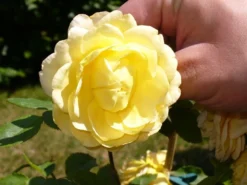 Englische Rose 'Golden Celebration' 39 Englische Rose 'Golden Celebration' -Deutschland Garten Funk Verkaufs-Shop b015322 Englische Rose Golden Celebration 110876 0 1