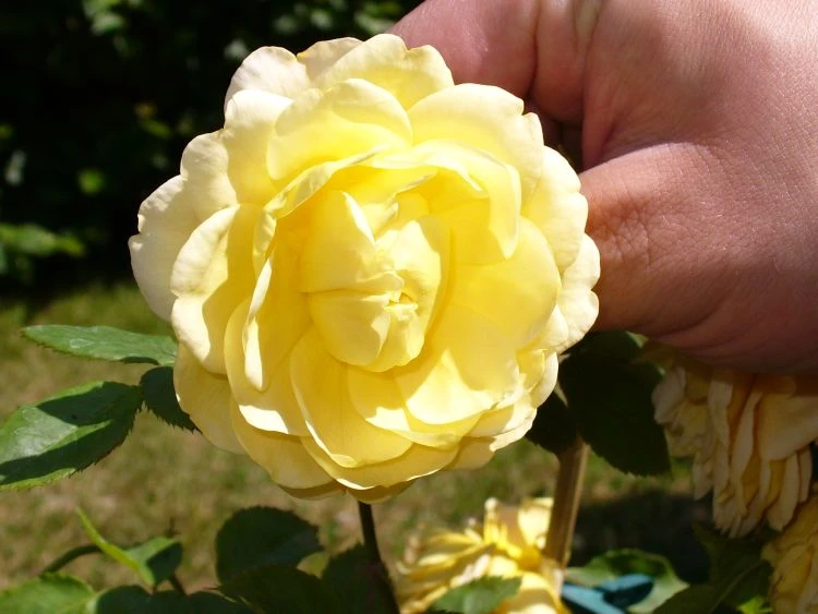 Englische Rose 'Golden Celebration' 20 Englische Rose 'Golden Celebration' – Bild 20