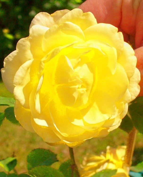 Englische Rose 'Golden Celebration' 19 Englische Rose 'Golden Celebration' – Bild 19