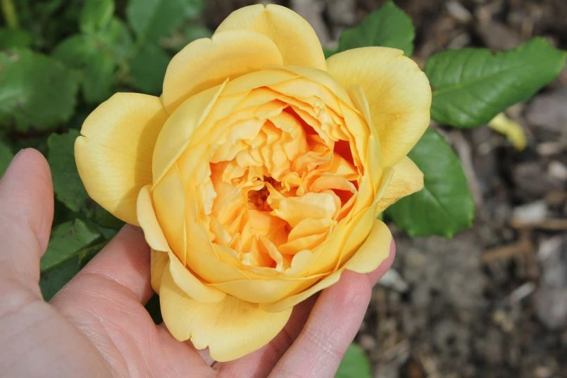 Englische Rose 'Golden Celebration' 18 Englische Rose 'Golden Celebration' – Bild 18