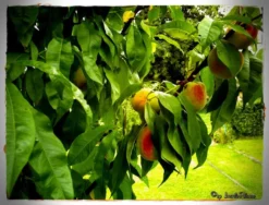 Pfirsich 'Revita' -Deutschland Garten Funk Verkaufs-Shop b015475 Pfirsich Revita S 60822 0