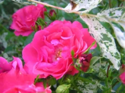 Bodendecker-Rose 'Knirps' ® 27 Bodendecker-Rose 'Knirps' ® -Deutschland Garten Funk Verkaufs-Shop b015498 Bodendeckerrose Knirps 67878 0