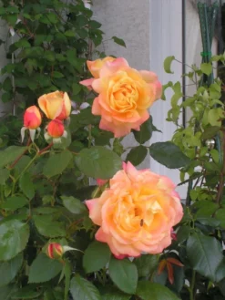 Edelrose 'Speelwark' ® 20 Edelrose 'Speelwark' ® -Deutschland Garten Funk Verkaufs-Shop b015504 Edelrose Speelwark 108595 0