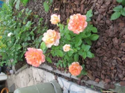 Edelrose 'Speelwark' ® 21 Edelrose 'Speelwark' ® -Deutschland Garten Funk Verkaufs-Shop b015504 Edelrose Speelwark 192332 0