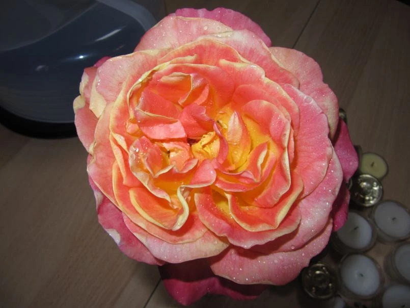 Edelrose 'Speelwark' ® 9 Edelrose 'Speelwark' ® – Bild 9