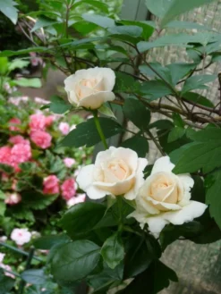 Kletterrose 'Penny Lane' -Deutschland Garten Funk Verkaufs-Shop b015532 Kletterrose Penny Lane 176126 0