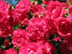 Bodendeckerrose 'Gärtnerfreude' ® / 'Toscana' ® -Deutschland Garten Funk Verkaufs-Shop b015539 Bodendeckerrose Gaertnerfreude 63687 1
