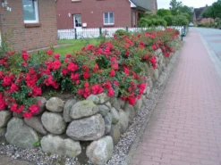 Bodendeckerrose 'Gärtnerfreude' ® / 'Toscana' ® -Deutschland Garten Funk Verkaufs-Shop b015539 Bodendeckerrose Gaertnerfreude Toscana 374881 0