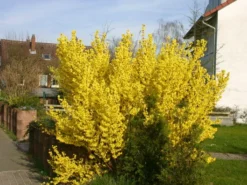 Goldglöckchen / Forsythie -Deutschland Garten Funk Verkaufs-Shop b015721 Goldgloeckchen Forsythie 1
