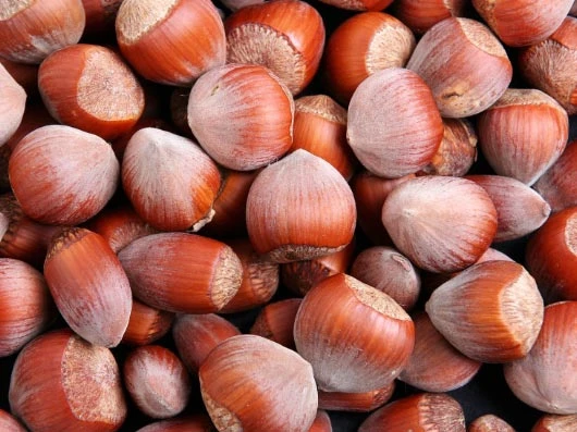 Haselnuss 'Hallesche Riesennuss' 1 Haselnuss 'Hallesche Riesennuss'
