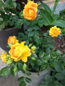 Beetrose 'Goldelse' ® -Deutschland Garten Funk Verkaufs-Shop b015949 Beetrose Goldelse 206955 0